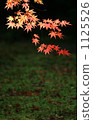 Autumn leaves 1125526