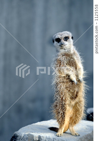 meerkat meerkat 1125558