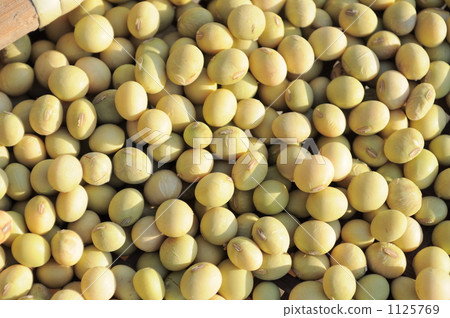 soybean field, diet, soybean 1125769
