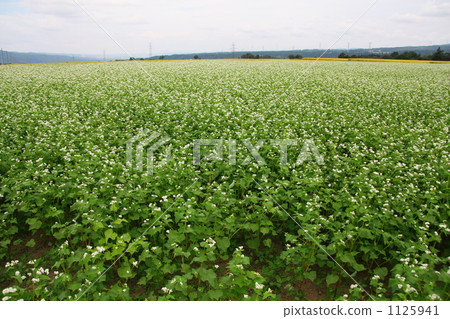 Buckwheat field Buckwheat field 1125941