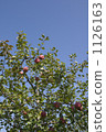 Agriculture apples 1126163