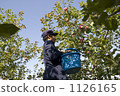 Agriculture apples 1126165