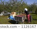 Agriculture apples 1126167