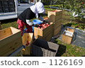 Agriculture apples 1126169
