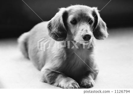 Black and White Photo Dachshund Black and White Photo Dachshund 1126794