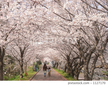 母親番茄 母親番茄 1127170