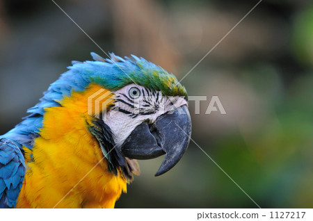 Ruri Macawo Ruri Macawo 1127217