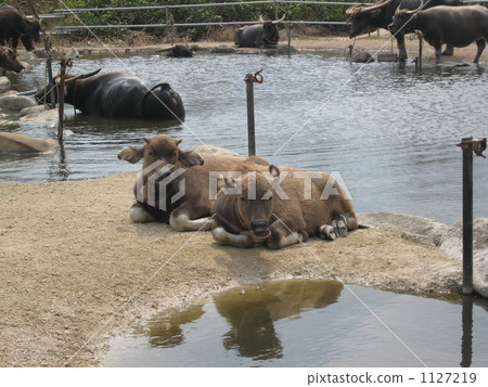 竹富島 水牛 二 1127219