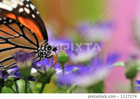 A paradise of a butterfly 1127274