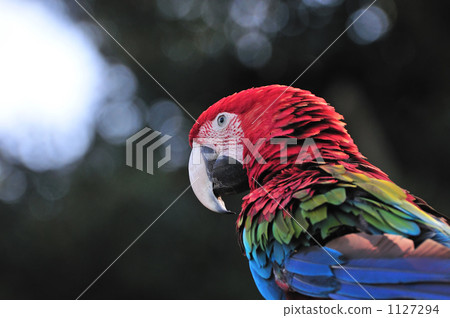 猩紅金剛鸚鵡 1127294