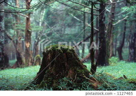 煙蒂 苔蘚 林地路徑 1127465