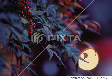 南部天空 紅莓 1127470