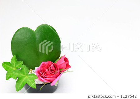 Heart shaped cactus and roses 1127542