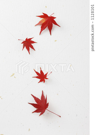 Maple Maple 1128101