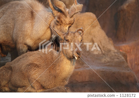 Marcall of a dream destination animal park Marcall of a dream destination animal park 1128172