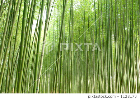 Bamboo forest in Sagano, Kyoto 1128173