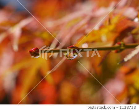 maple, yellow leafe, dew drop 1128738