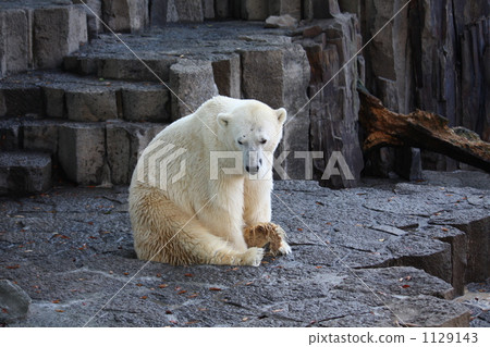 坐著一隻北極熊。 1129143