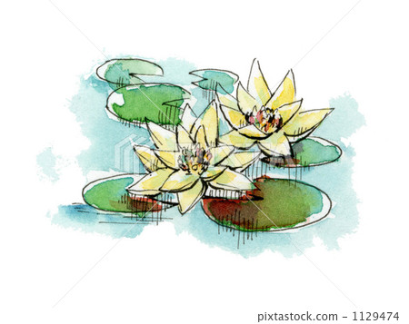 Yellow flower water lily 1129474