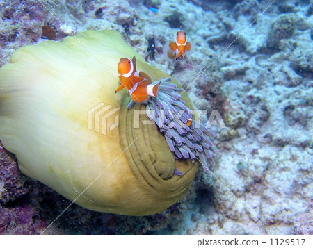 Ocellaris Clownfish 1129517