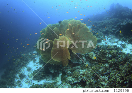 Umiuchiwa and Gynodomycidae of Thailand Sumilan Islands Umiuchiwa and Gynodomycidae of Thailand Sumilan Islands 1129596