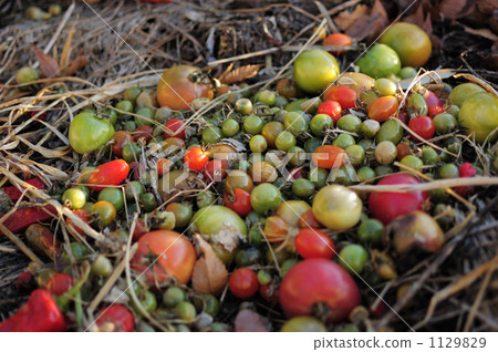 tomato, vegetables, vegetable 1129829