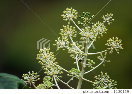 開花在冬天的花 1130159