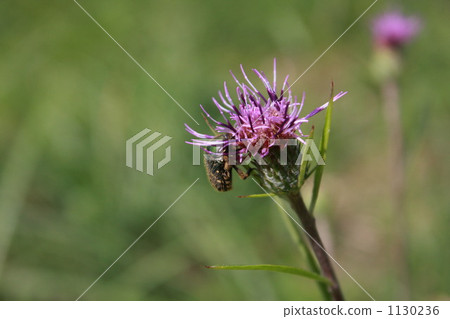 Thistle and hanamuguri 1130236