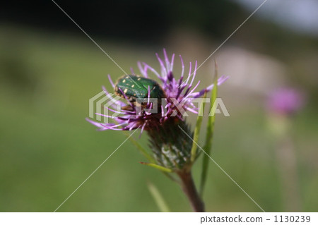 薊和hanamuguri 1130239