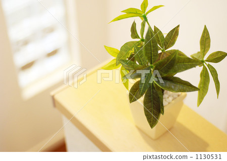 葉子植物 1130531