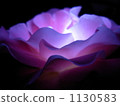 一朵發光的玫瑰 1130583