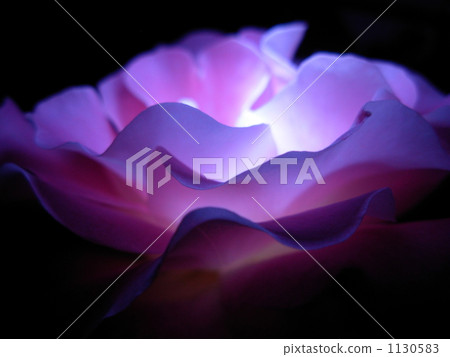 一朵發光的玫瑰 1130583