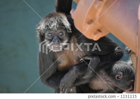蜘蛛猴科 猴子 猴 1131115