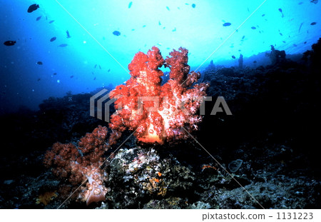 soft coral, in the sea, undersea 1131223