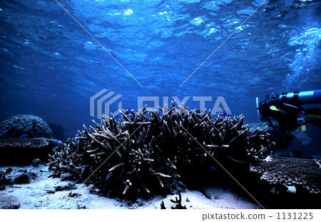 coral, in the sea, undersea 1131225