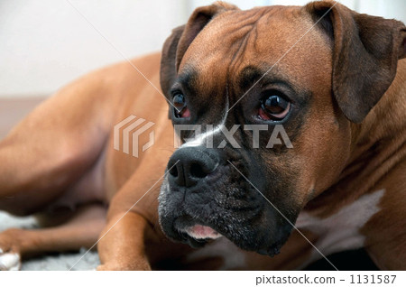 垂耳的 毛孩 狗 1131587