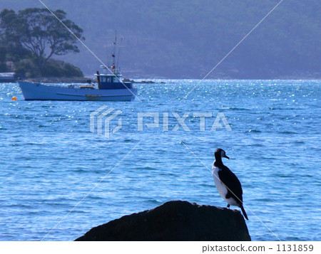 Sea birds standing in the rock 1131859