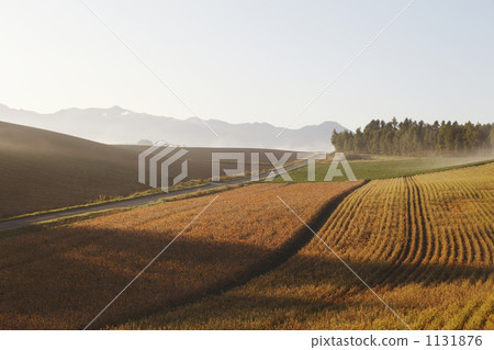 豆田 麻美哈大 水巴塔 1131876