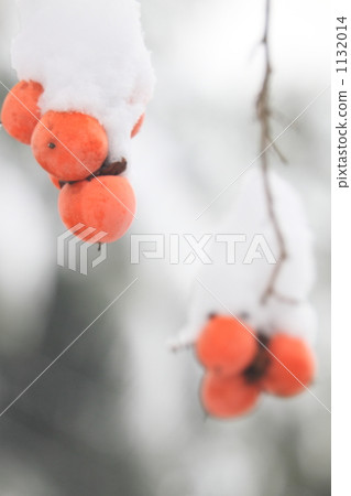 Snow and remaining persimmon Snow and remaining persimmon 1132014