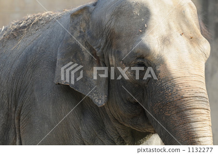 Elephant Elephant 1132277
