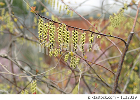 Kiboshi之花 Kiboshi之花 1132329