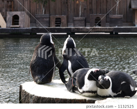 幾隻企鵝 1132525