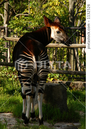 Okapi 1132526