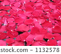 A petal of a rose floating on the water surface 1132578
