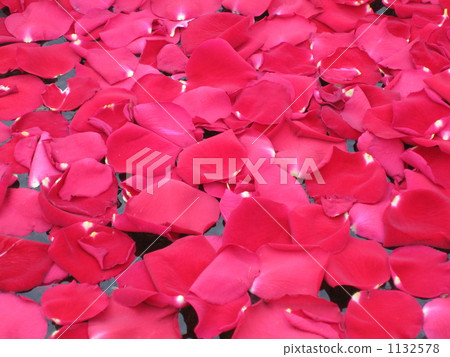 A petal of a rose floating on the water surface A petal of a rose floating on the water surface 1132578