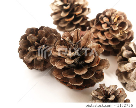 松果隆隆（上） 1132736