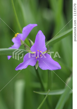 Yu Murasaki Yukusa Yu Murasaki Yukusa 1133570