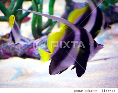 Murehatatate dai 1133643