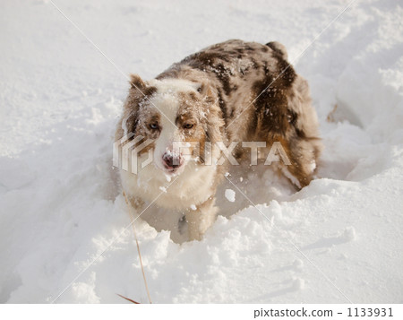 滿是雪 1133931