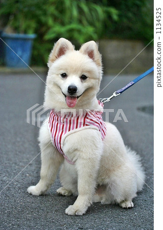 這是一個夏季風格的pomechan 這是一個夏季風格的pomechan 1134525